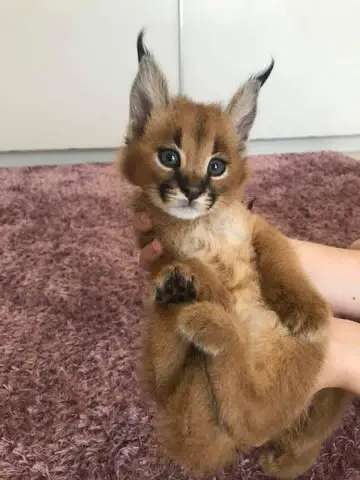 pisoi serval si caracal si frumoasa Savannah