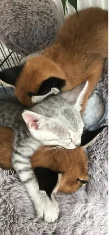 pisoi serval si caracal si frumoasa Savannah