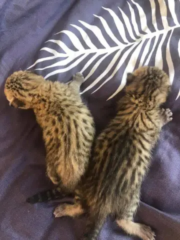 pisoi serval si caracal si frumoasa Savannah