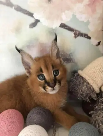 pisoi serval si caracal si frumoasa Savannah