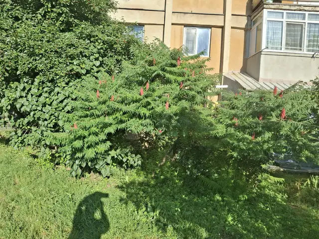 Vand apartament 2 camere