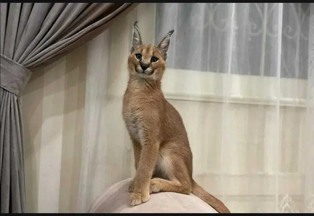 Pisicute caracal frumoase disponibile