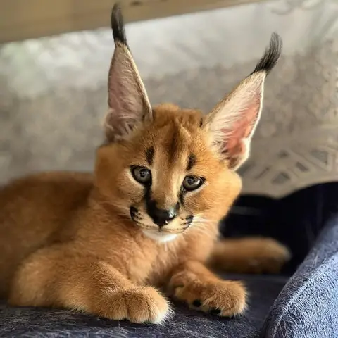 Pisicute caracal frumoase disponibile