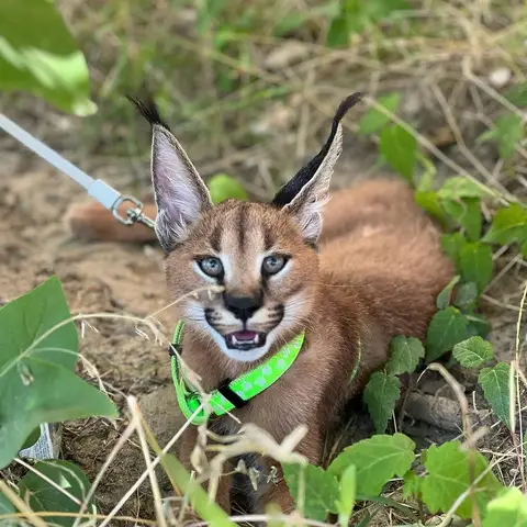 Pisicute caracal frumoase disponibile