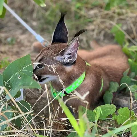 Pisicute caracal frumoase disponibile