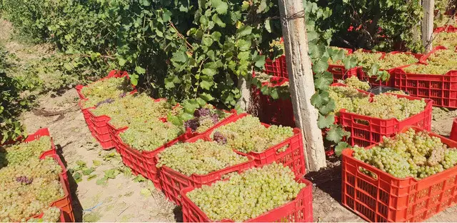Struguri de vin soiuri de calitate pret foarte bun!