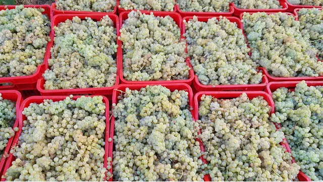 Struguri de vin soiuri de calitate pret foarte bun!