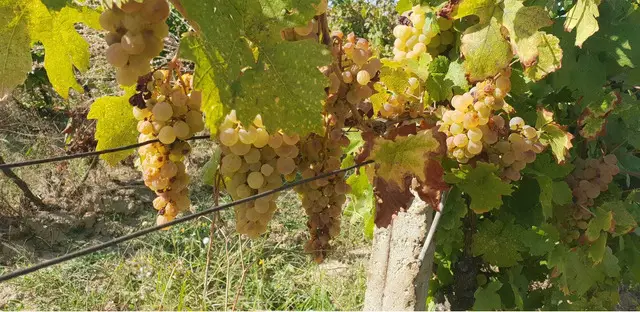 Struguri de vin - livrare la domiciliu