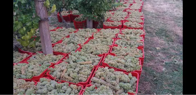 Struguri de vin - livrare la domiciliu