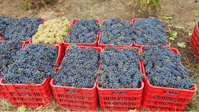 Struguri de vin - livrare la domiciliu