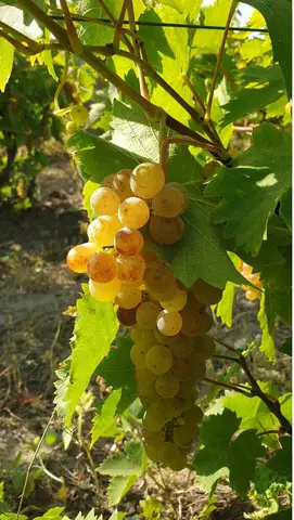 Struguri de vin - livrare la domiciliu