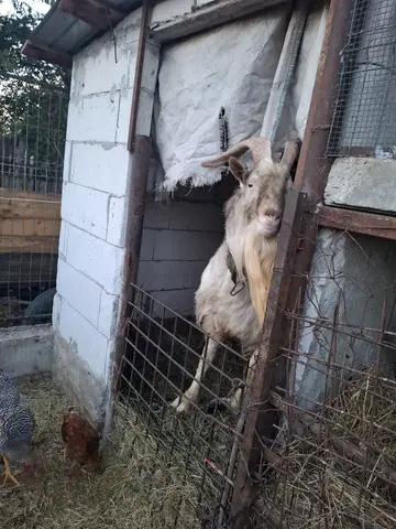 Tap de vanzare!