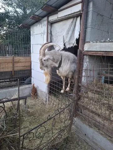 Tap de vanzare!