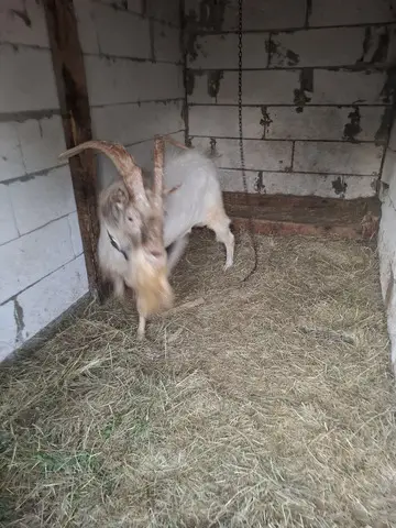 Tap de vanzare!