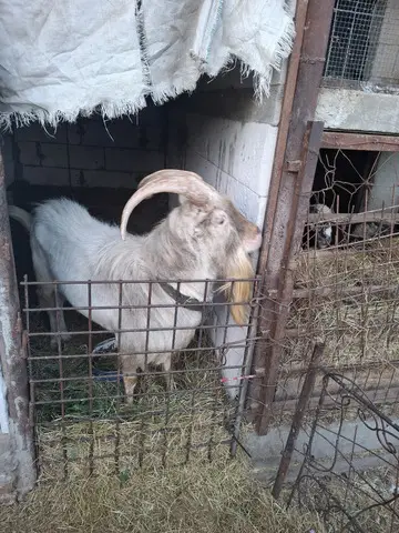 Tap de vanzare!