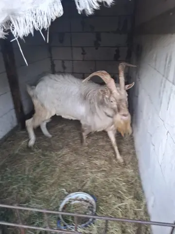 Tap de vanzare!