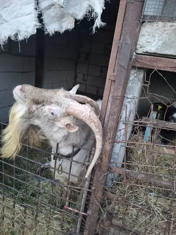 Tap de vanzare!